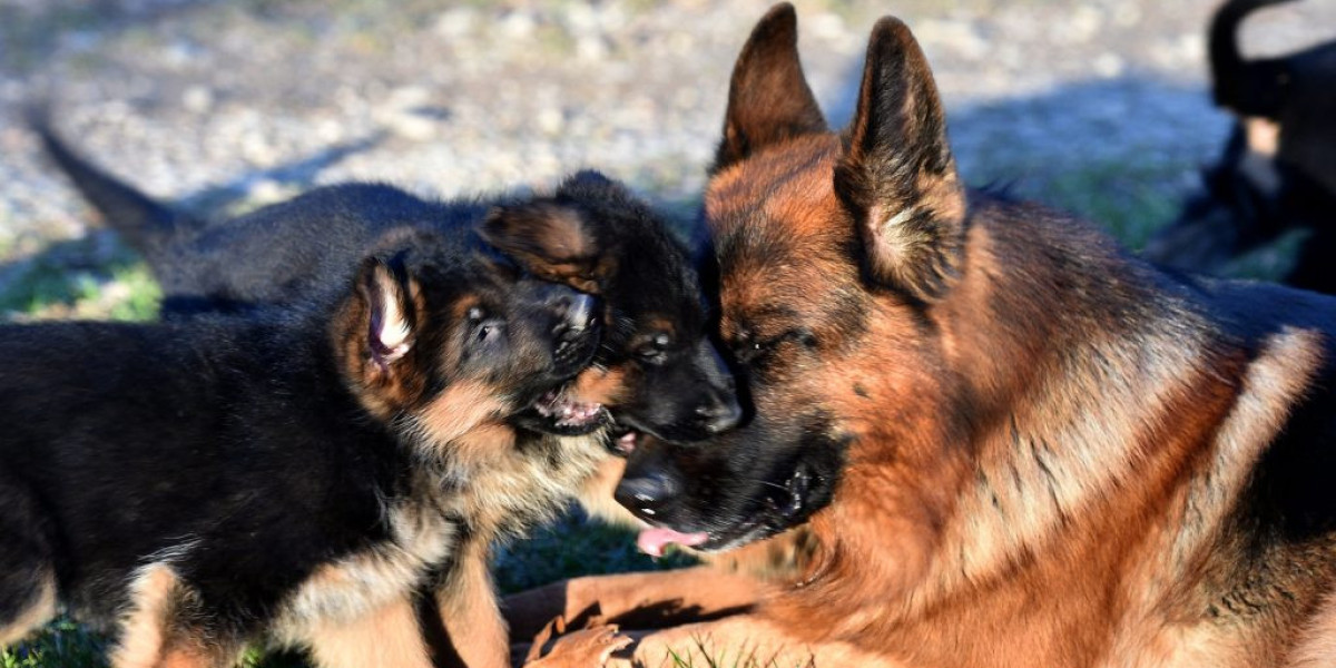 Was Kostet Ein Reinrassiger Schäferhund? Ein Leitfaden für potenzielle Hundebesitzer